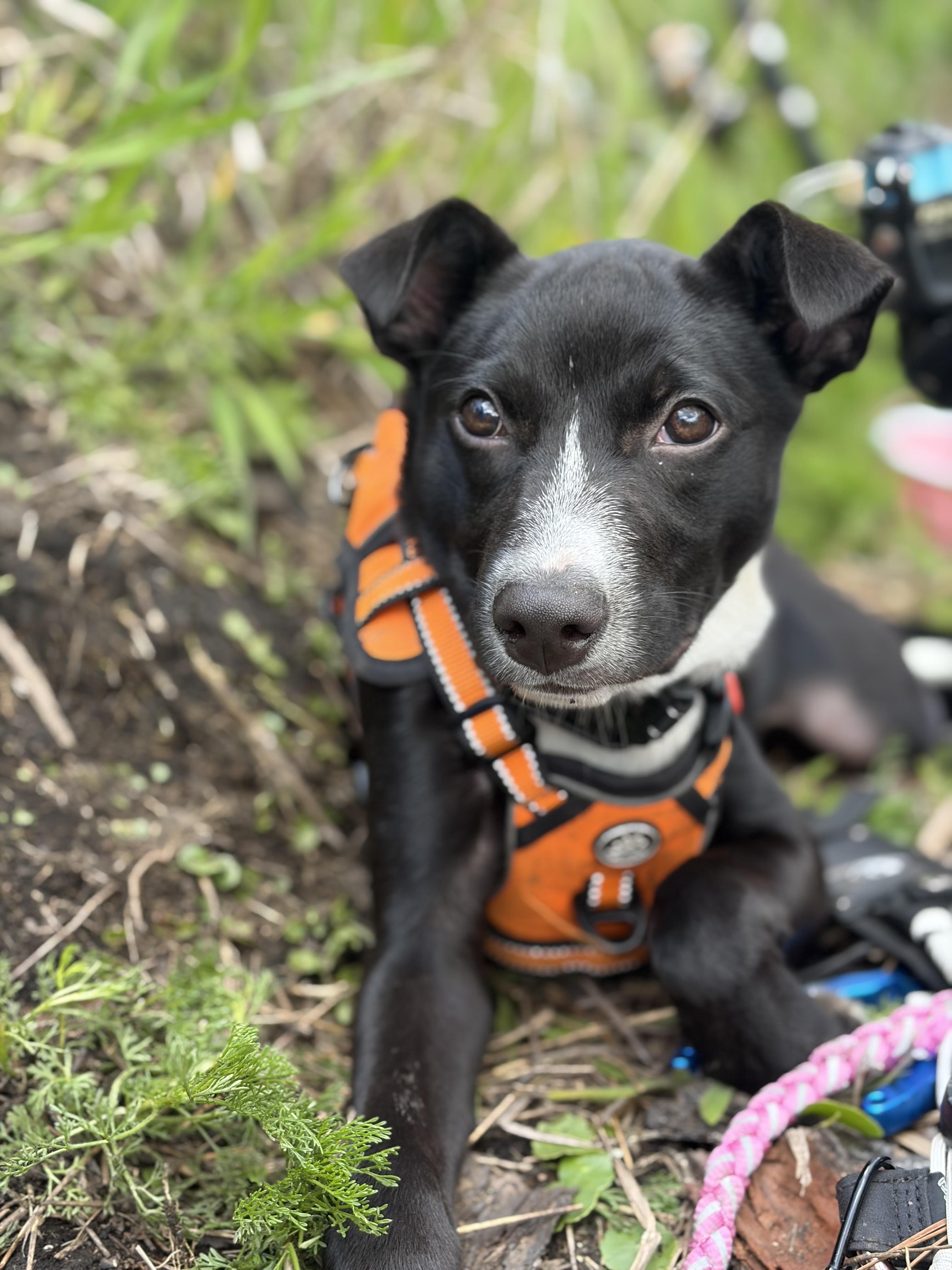 Boots, ADOPTABLE, Puppy Male Mixed Breed.