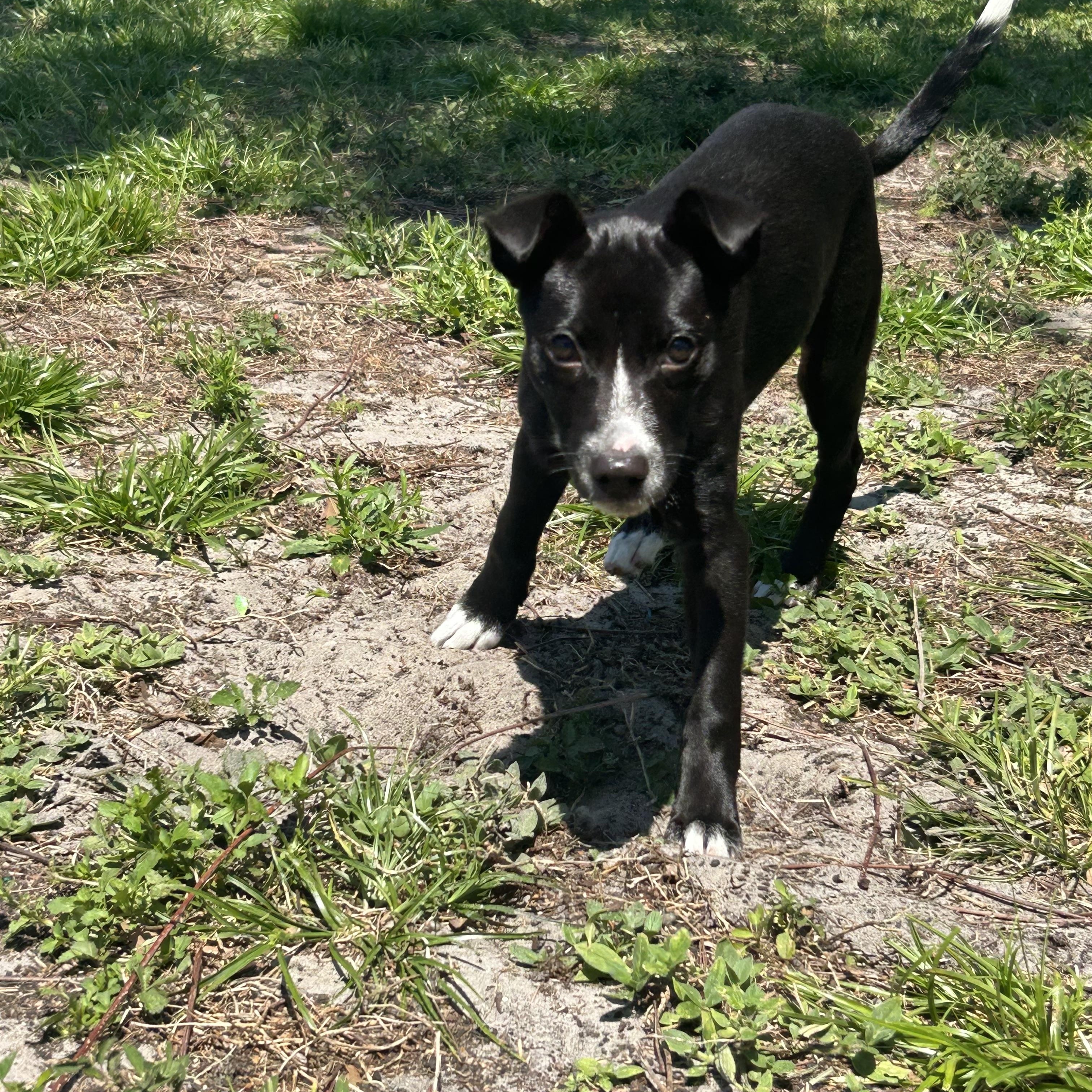 Enlarge Boots, a ADOPTABLE mixed breed in Tampa, FL image 4/5