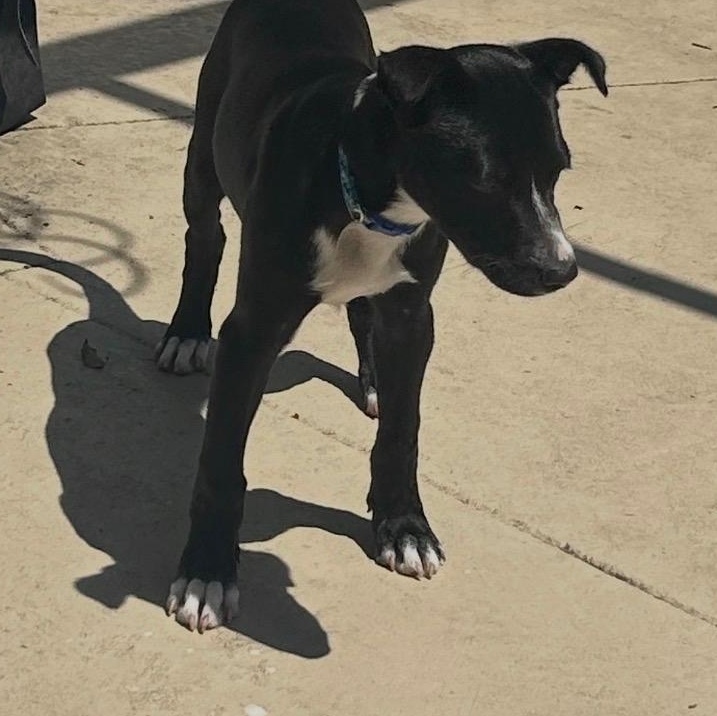 Enlarge Boots, a ADOPTABLE mixed breed in Tampa, FL image 5/5