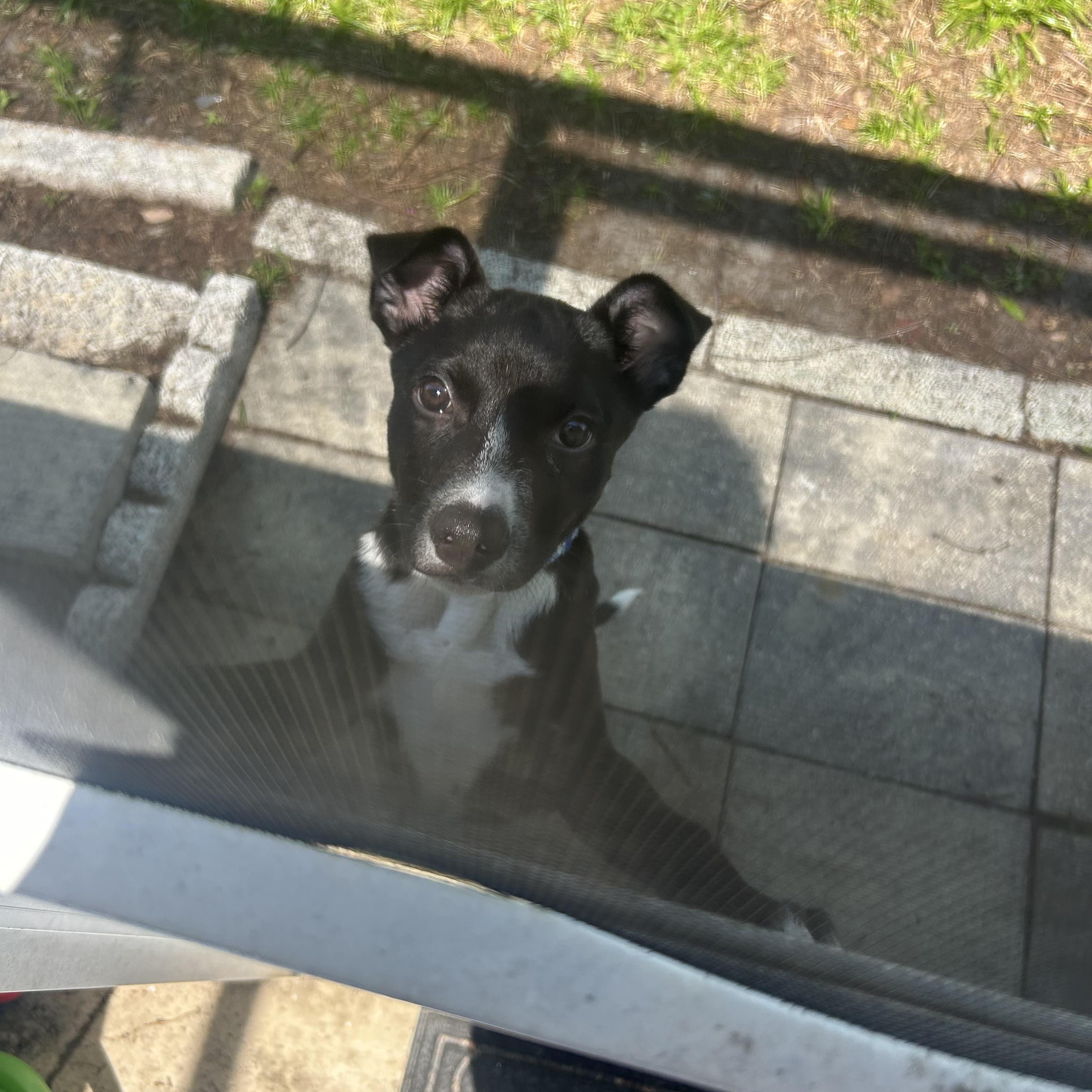 Enlarge Boots, a ADOPTABLE mixed breed in Tampa, FL image 2/5