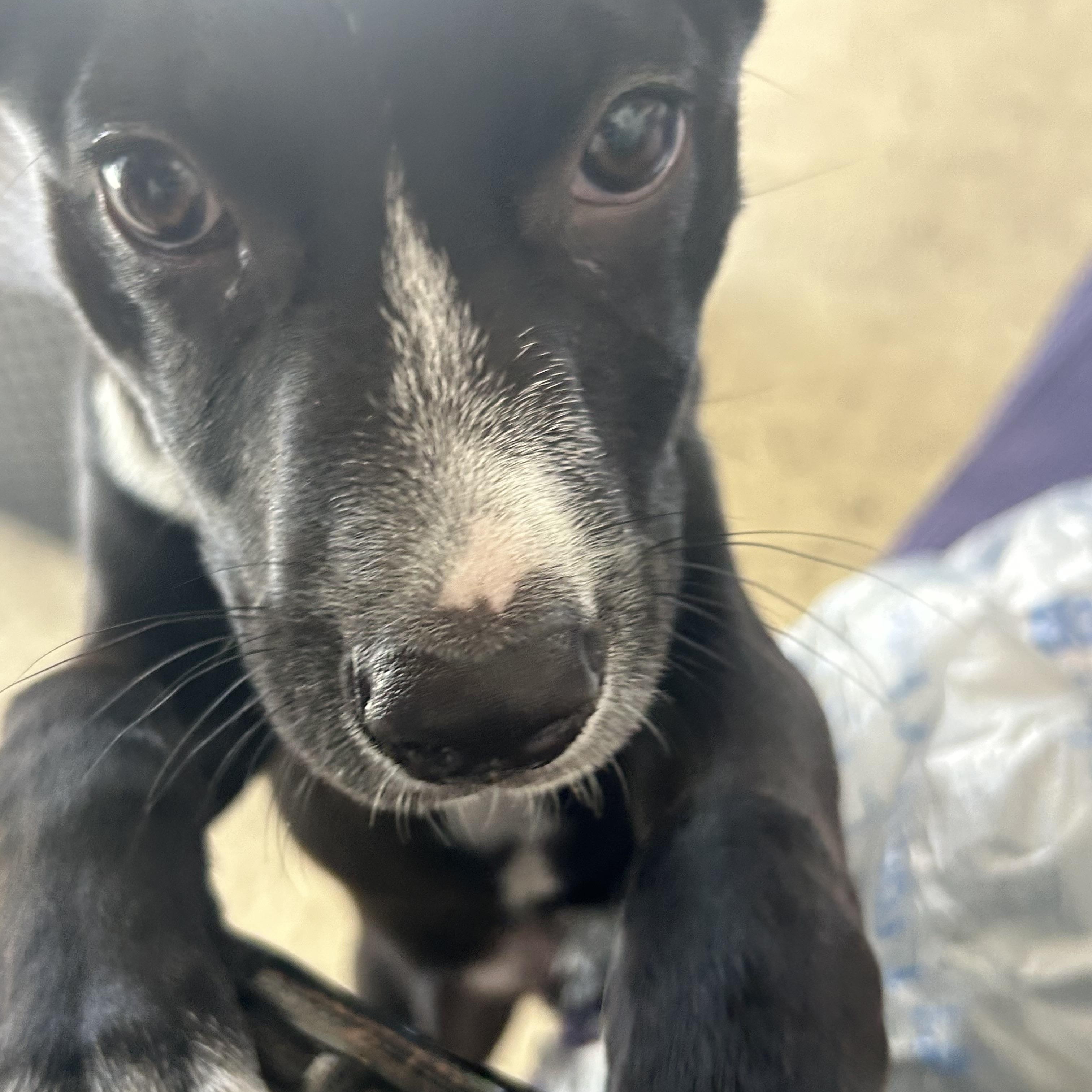Enlarge Boots, a ADOPTABLE mixed breed in Tampa, FL image 3/5