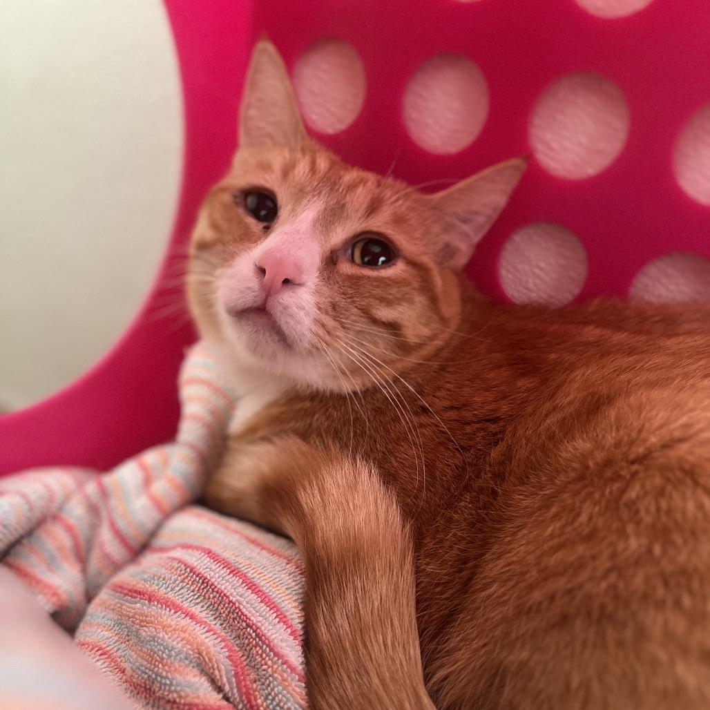 Thor, Adoptable, Adult Male Domestic Long Hair.