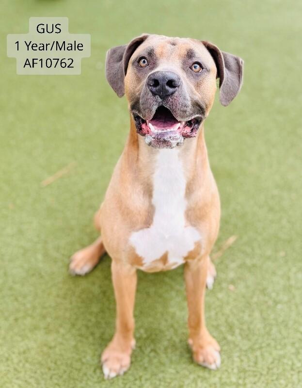 Enlarge Gus, a Adoptable mixed breed in Supply, NC image 1/1