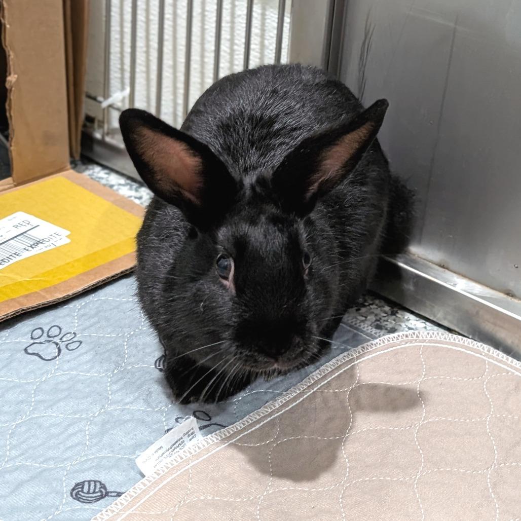Armand, Adoptable, Baby Male Lionhead & American.