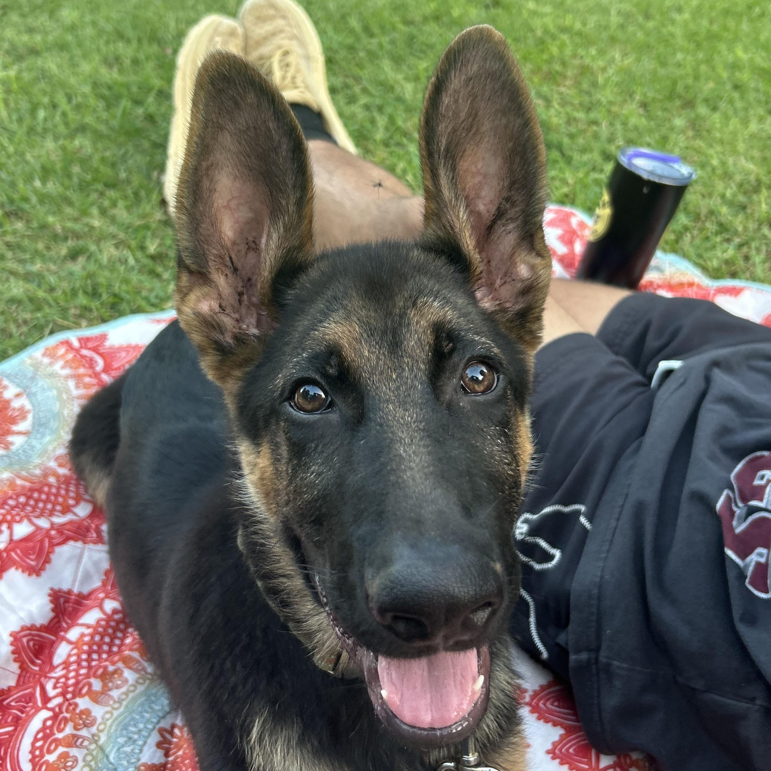 Enlarge Boone, a ADOPTABLE German Shepherd Dog in Roswell, GA image 1/1