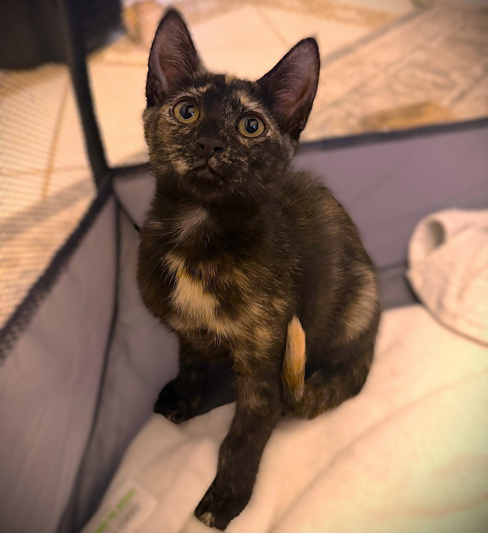 Mavis, Adoptable, Kitten Female Tortoiseshell.