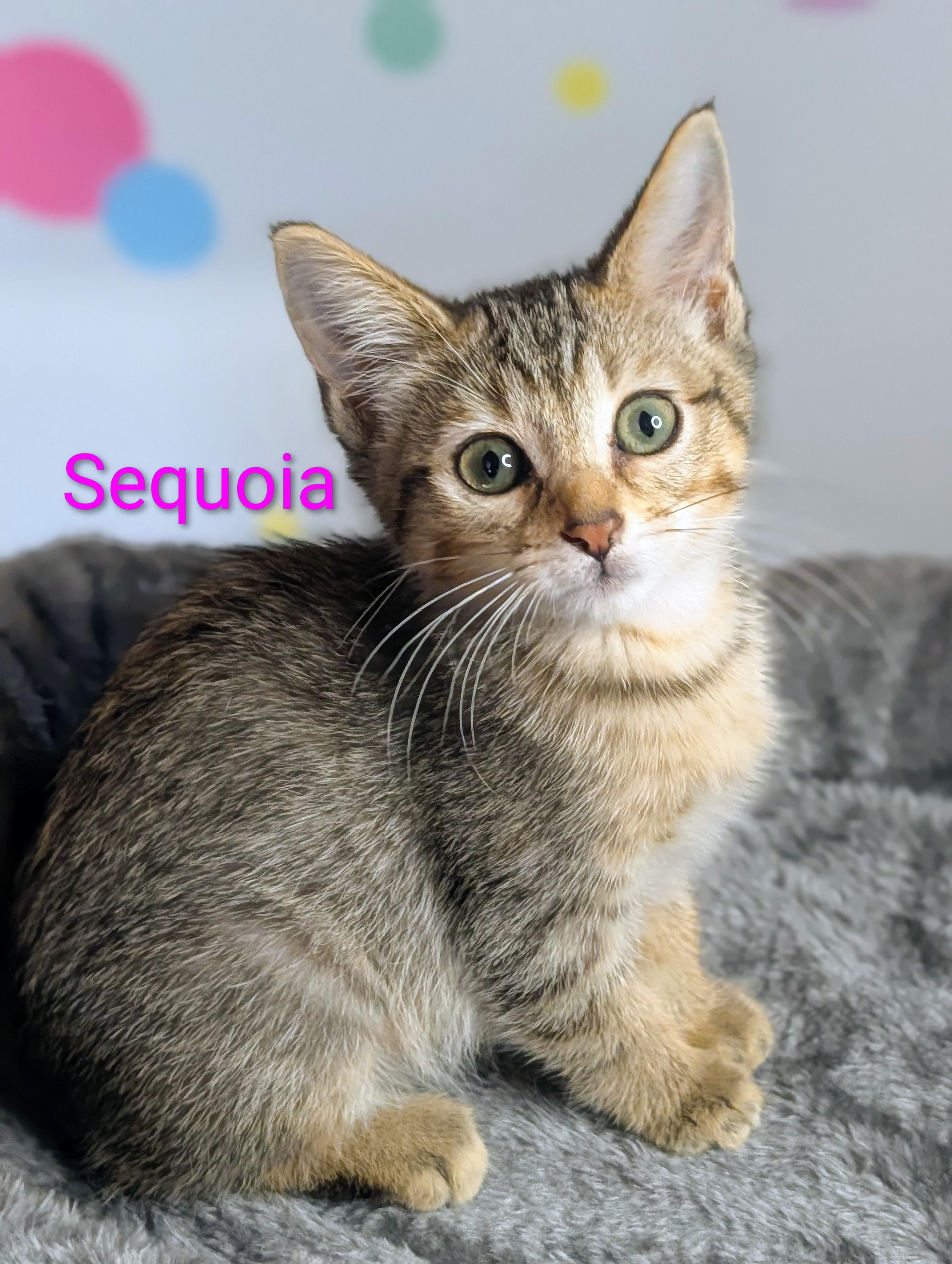 Sequoia, ADOPTABLE, Kitten Female Domestic Short Hair.