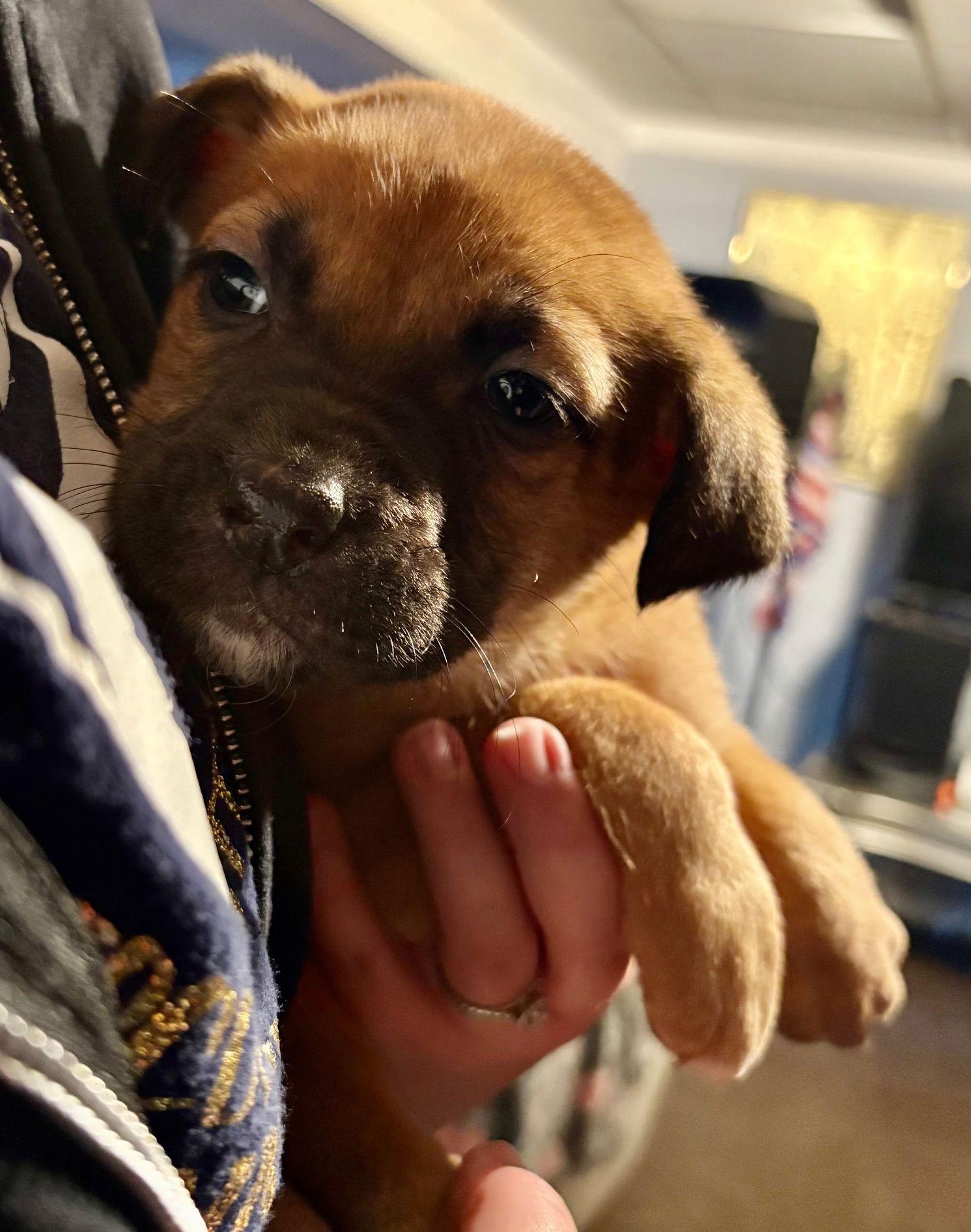 Madison, Adoptable, Puppy Female Mastiff & Pit Bull Terrier.