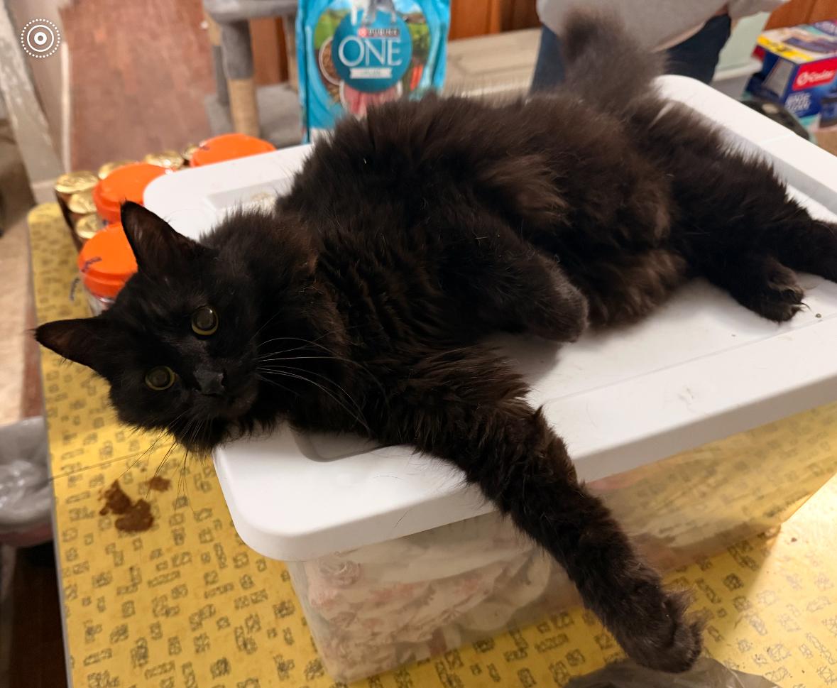 Enlarge Riley, a ADOPTABLE Domestic Medium Hair in Andersonville, TN image 1/1