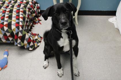 Enlarge Frances, a Adoptable mixed breed in Kansas City, MO image 1/3