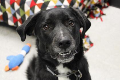 Enlarge Frances, a Adoptable mixed breed in Kansas City, MO image 2/3