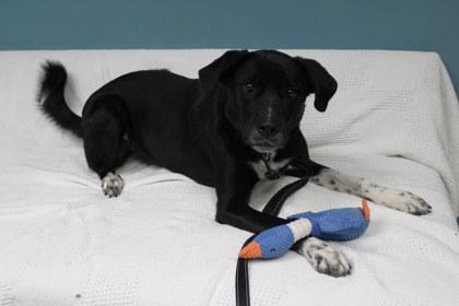 Enlarge Frances, a Adoptable mixed breed in Kansas City, MO image 3/3