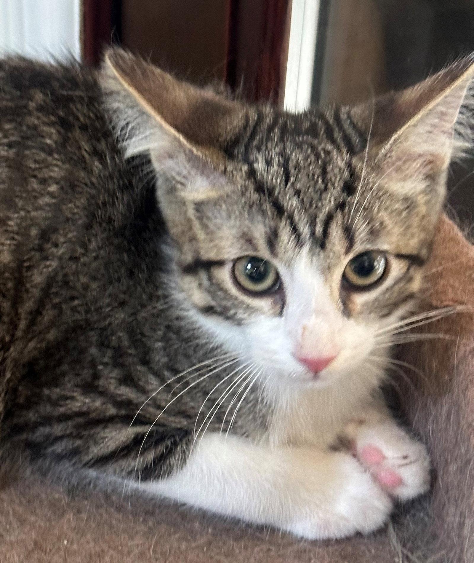 Peninsula: Mateo, Adoptable, Kitten Male Tabby.