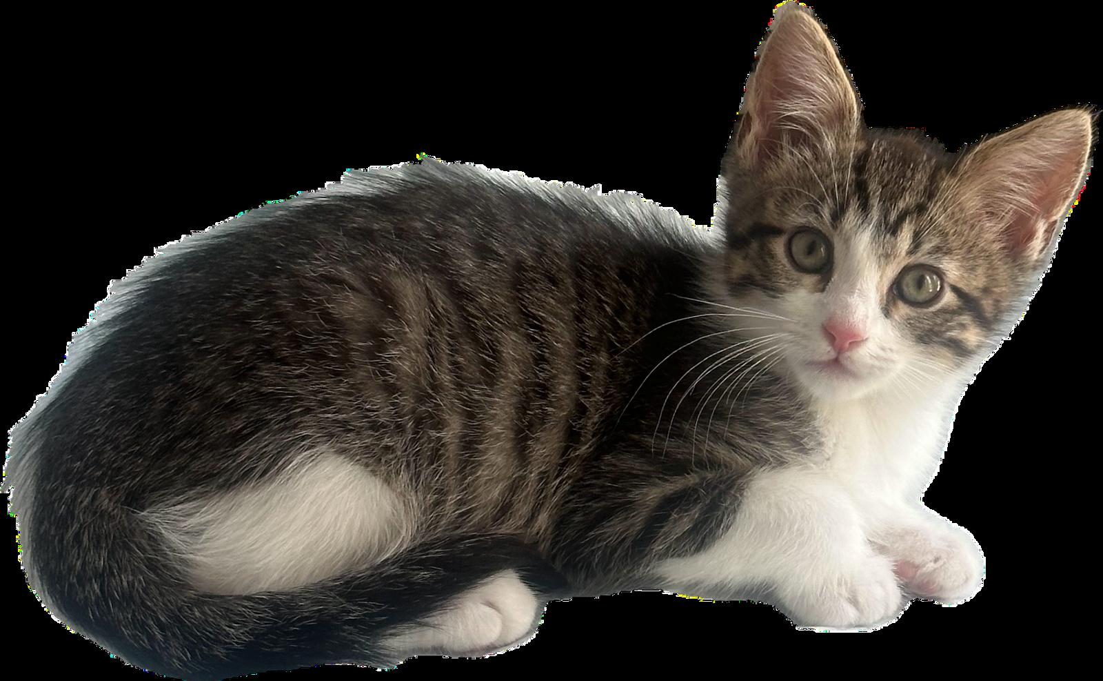 Enlarge Peninsula: Mateo, a Adoptable Tabby in Palo Alto, CA image 2/3