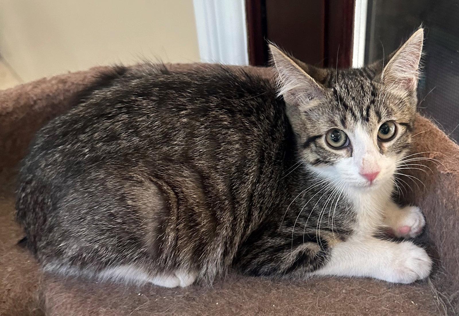Enlarge Peninsula: Mateo, a Adoptable Tabby in Palo Alto, CA image 3/3