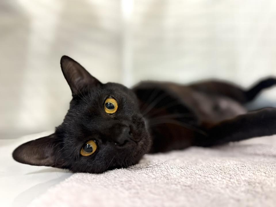 Enlarge Kate, a ADOPTABLE Domestic Short Hair in Kirkland, WA image 4/5