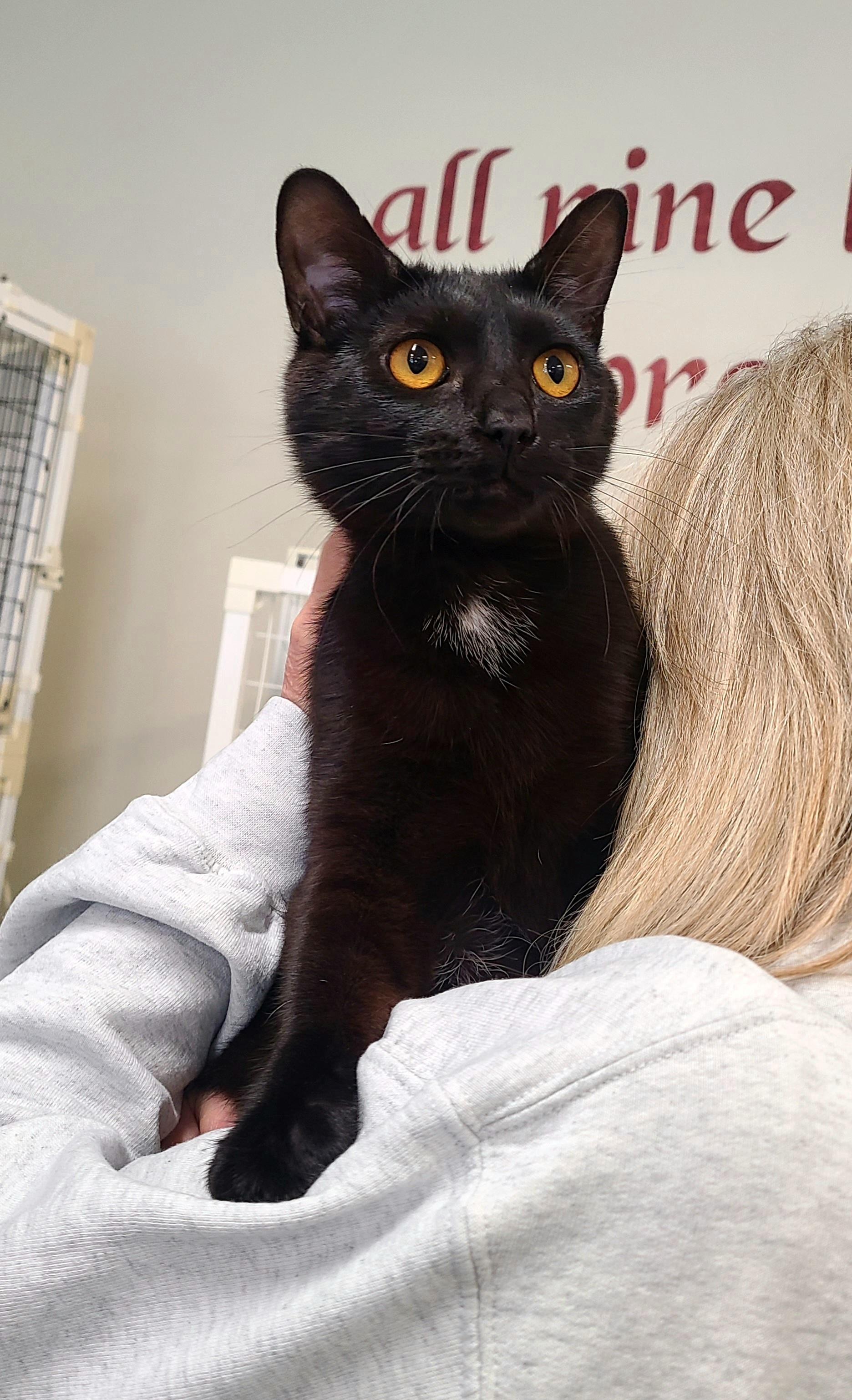 Enlarge Kate, a ADOPTABLE Domestic Short Hair in Kirkland, WA image 3/5