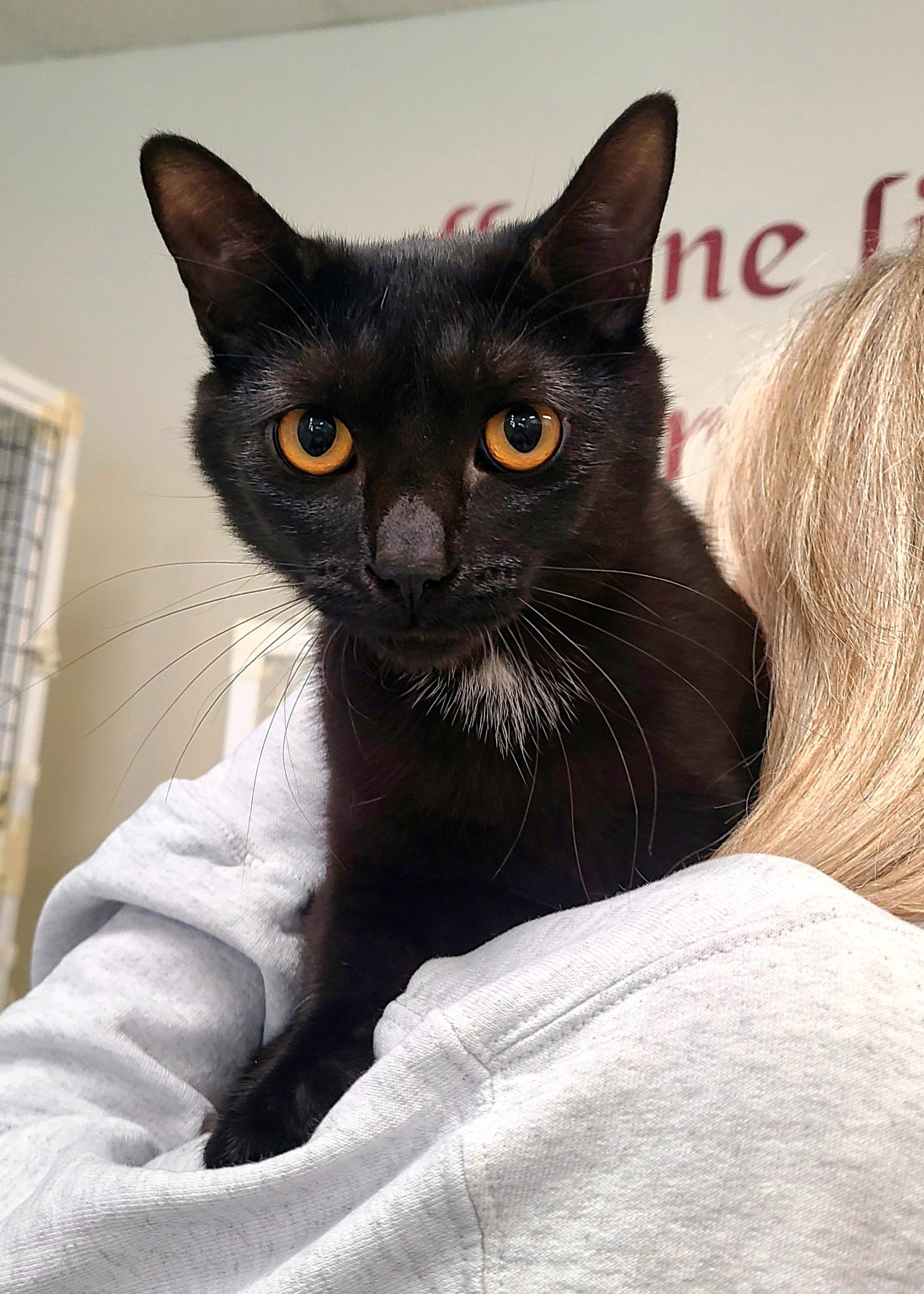 Enlarge Kate, a ADOPTABLE Domestic Short Hair in Kirkland, WA image 2/5