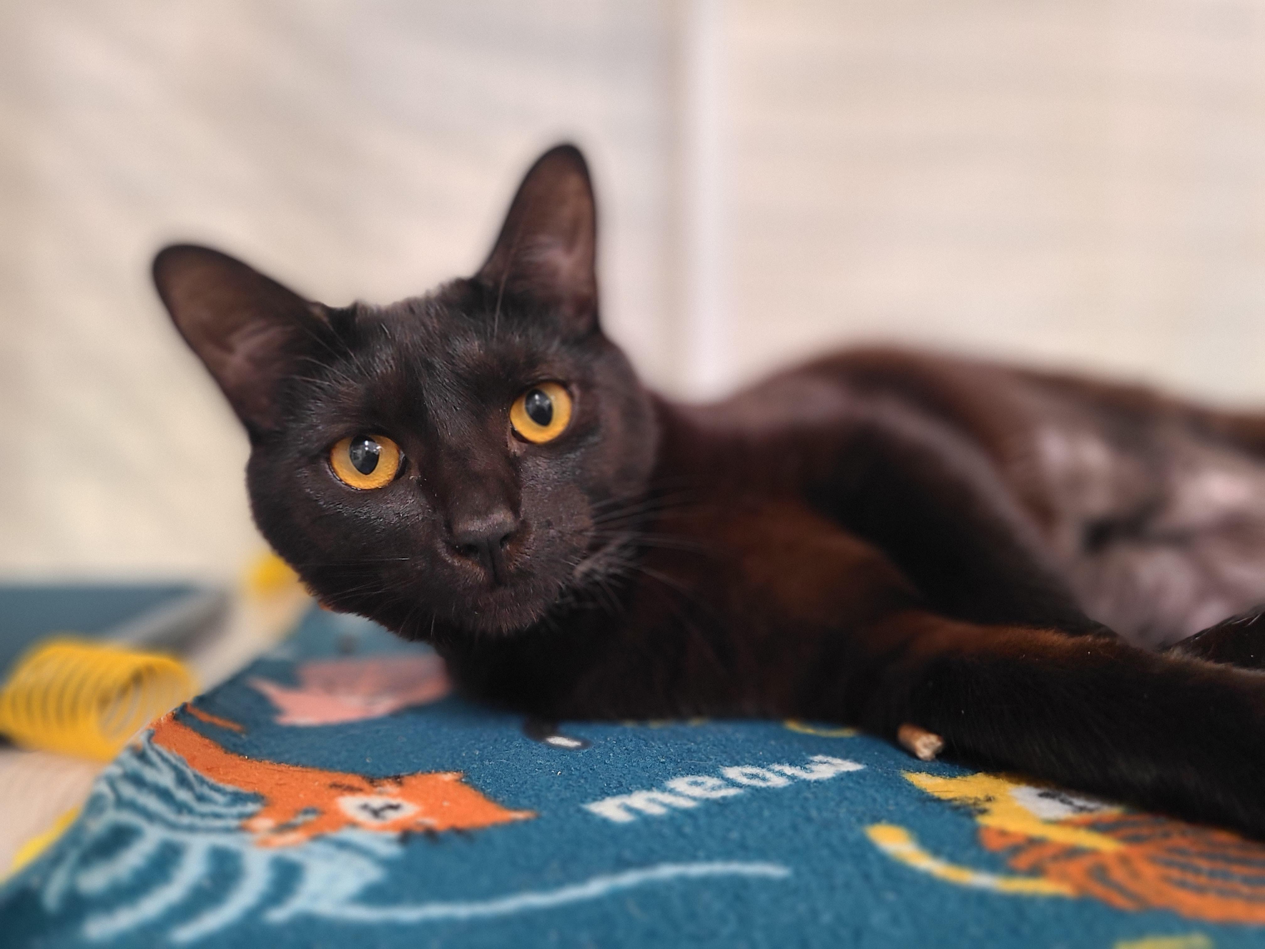 Kate, ADOPTABLE, Young Female Domestic Short Hair.