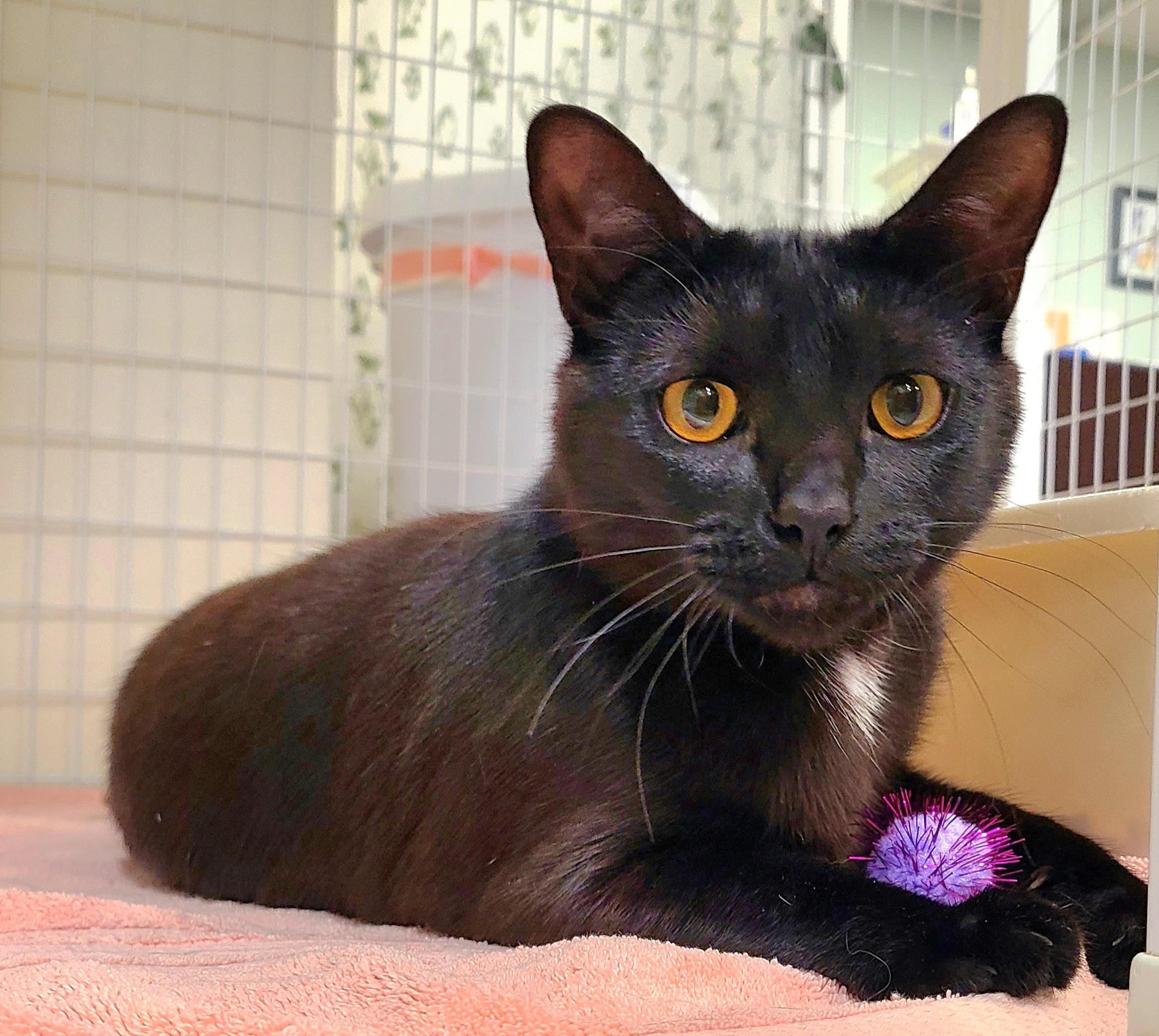 Kate, ADOPTABLE, Young Female Domestic Short Hair.