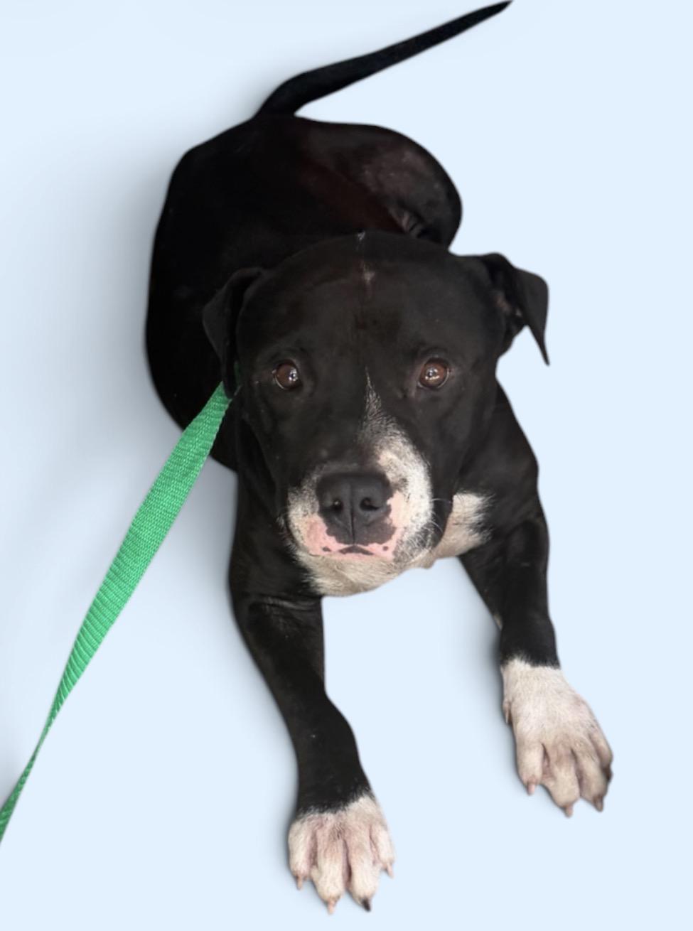 Bloat, ADOPTABLE, Adult Male Pit Bull Terrier.