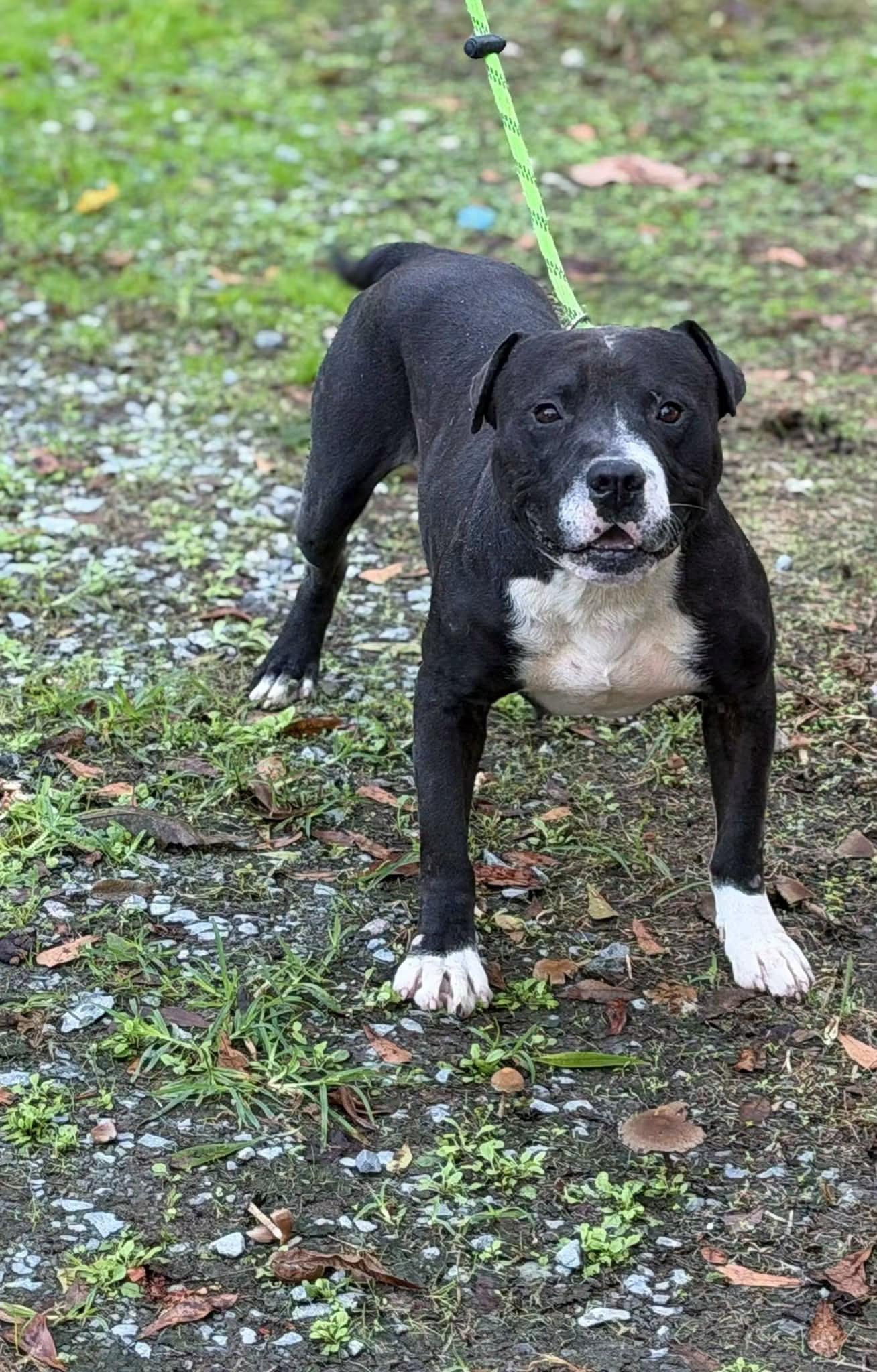 Bloat, Adoptable, Adult Male Pit Bull Terrier.