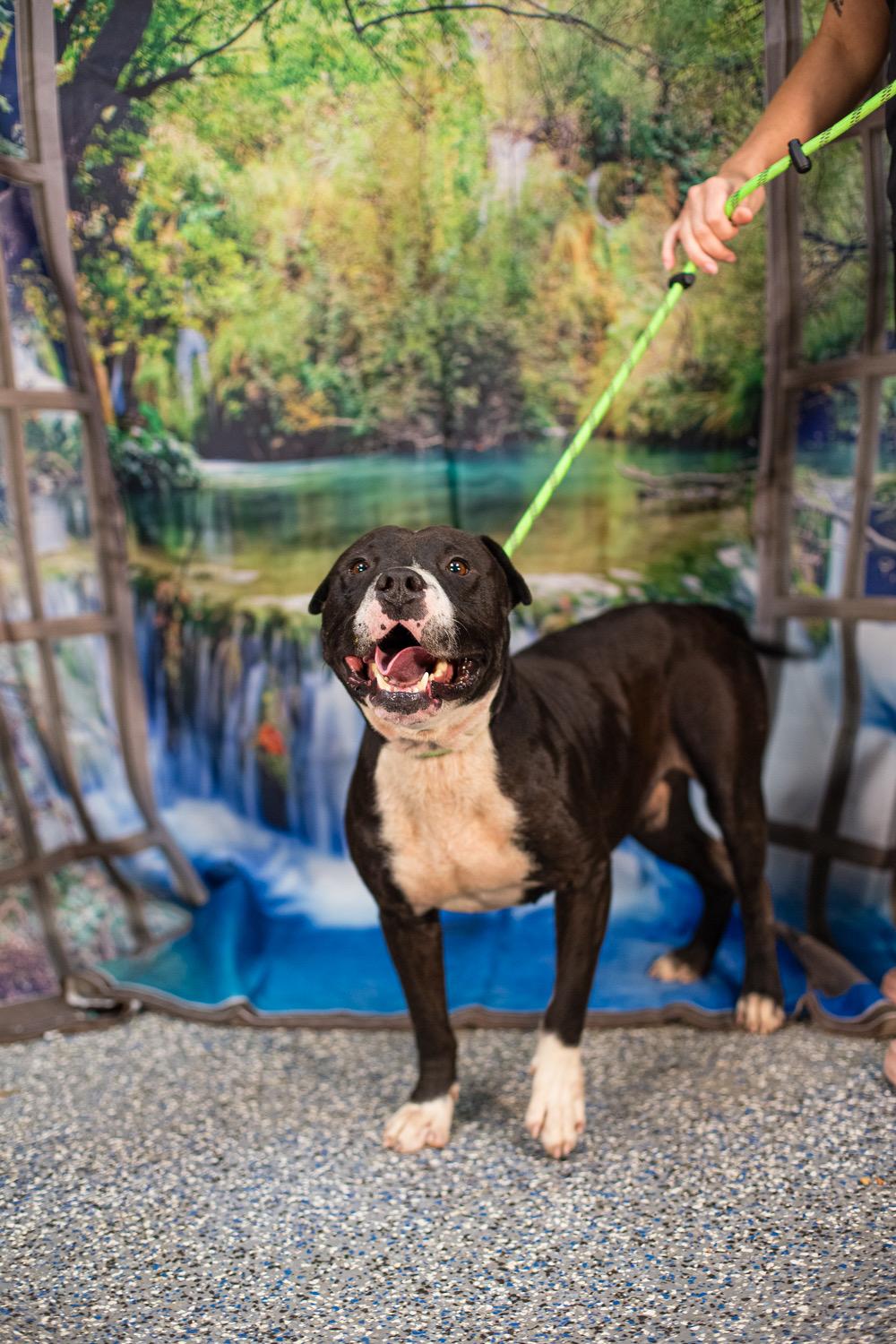 Bloat, Adoptable, Adult Male Pit Bull Terrier.