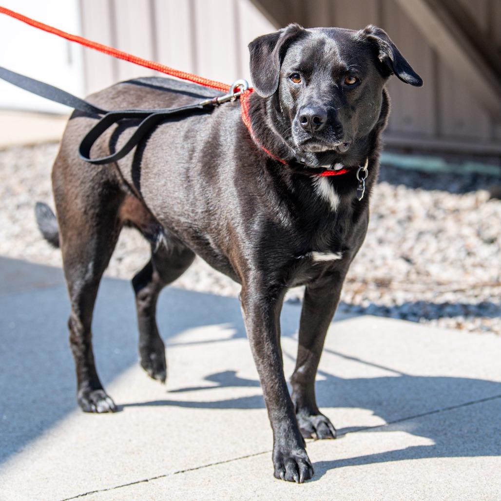 Colney, Adoptable, Adult Male Black Labrador Retriever & Mixed Breed.
