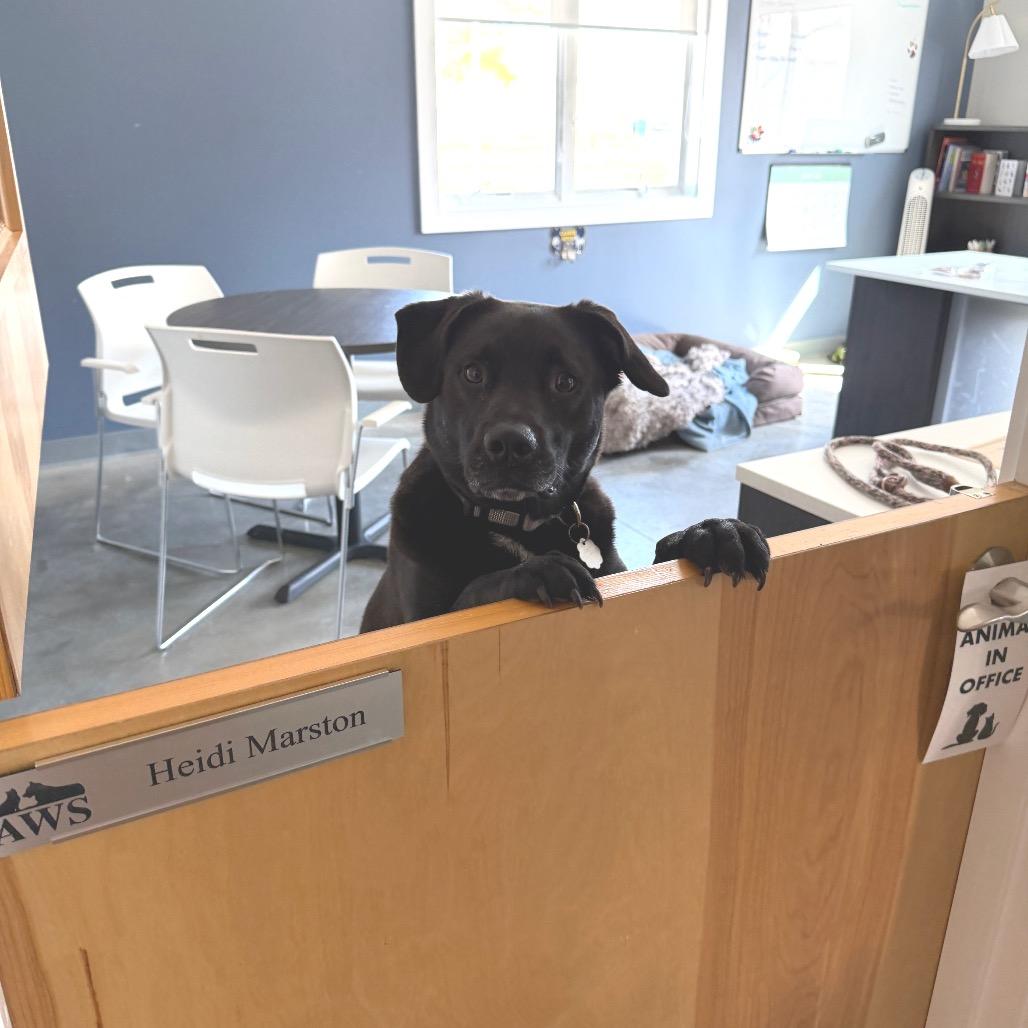 Enlarge Colney, a Adoptable mixed breed in Kennebunk, ME image 2/6