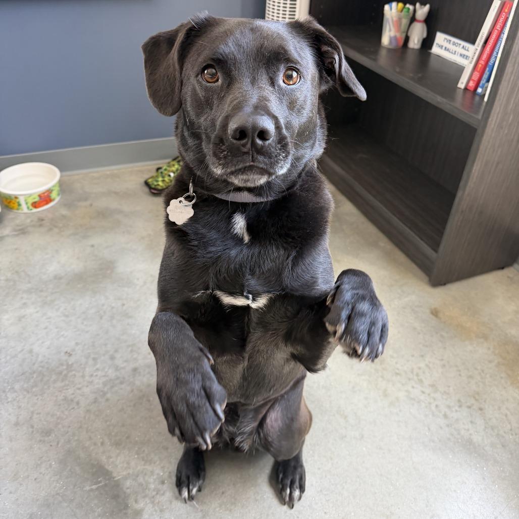 Enlarge Colney, a Adoptable mixed breed in Kennebunk, ME image 3/6