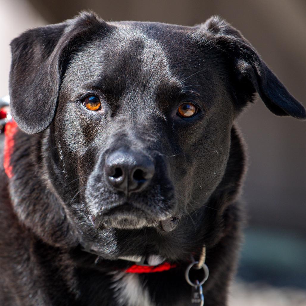 Enlarge Colney, a Adoptable mixed breed in Kennebunk, ME image 4/6