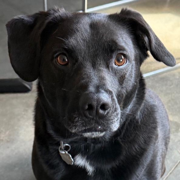 Enlarge Colney, a Adoptable mixed breed in Kennebunk, ME image 5/6