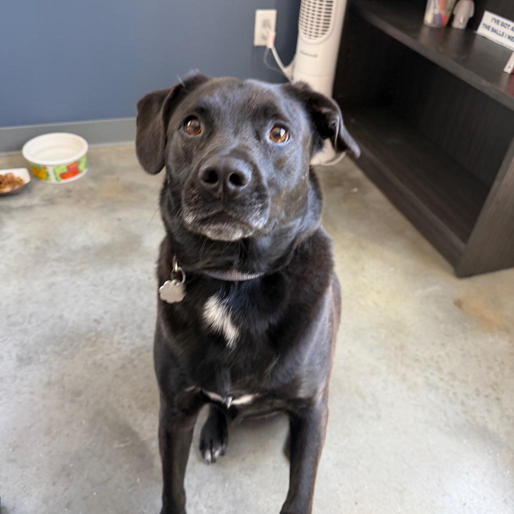 Enlarge Colney, a Adoptable mixed breed in Kennebunk, ME image 6/6
