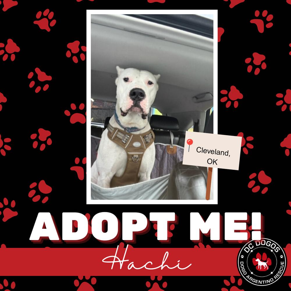 Enlarge Hachi, a ADOPTABLE Dogo Argentino in Oklahoma City, OK image 1/1
