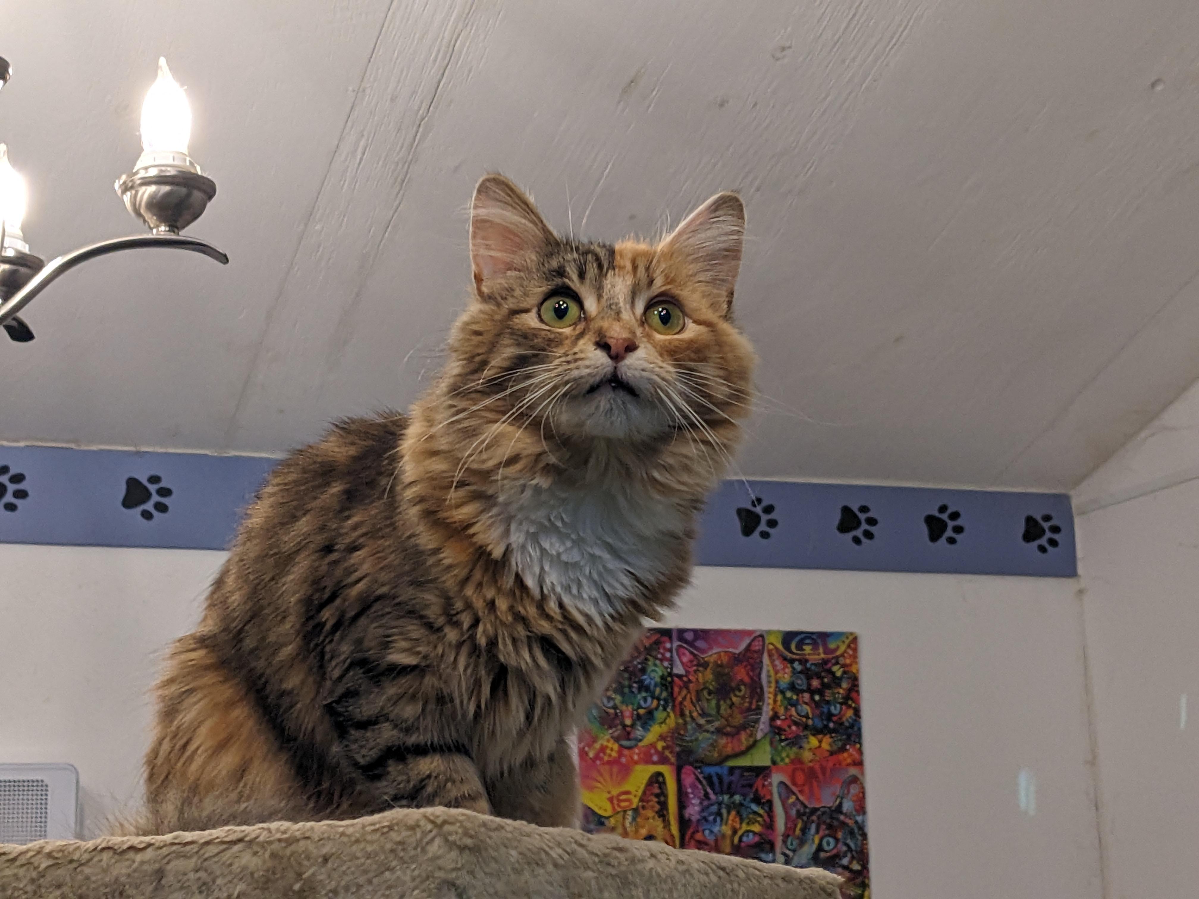 Nova, adopted, Young Female Domestic Short Hair.