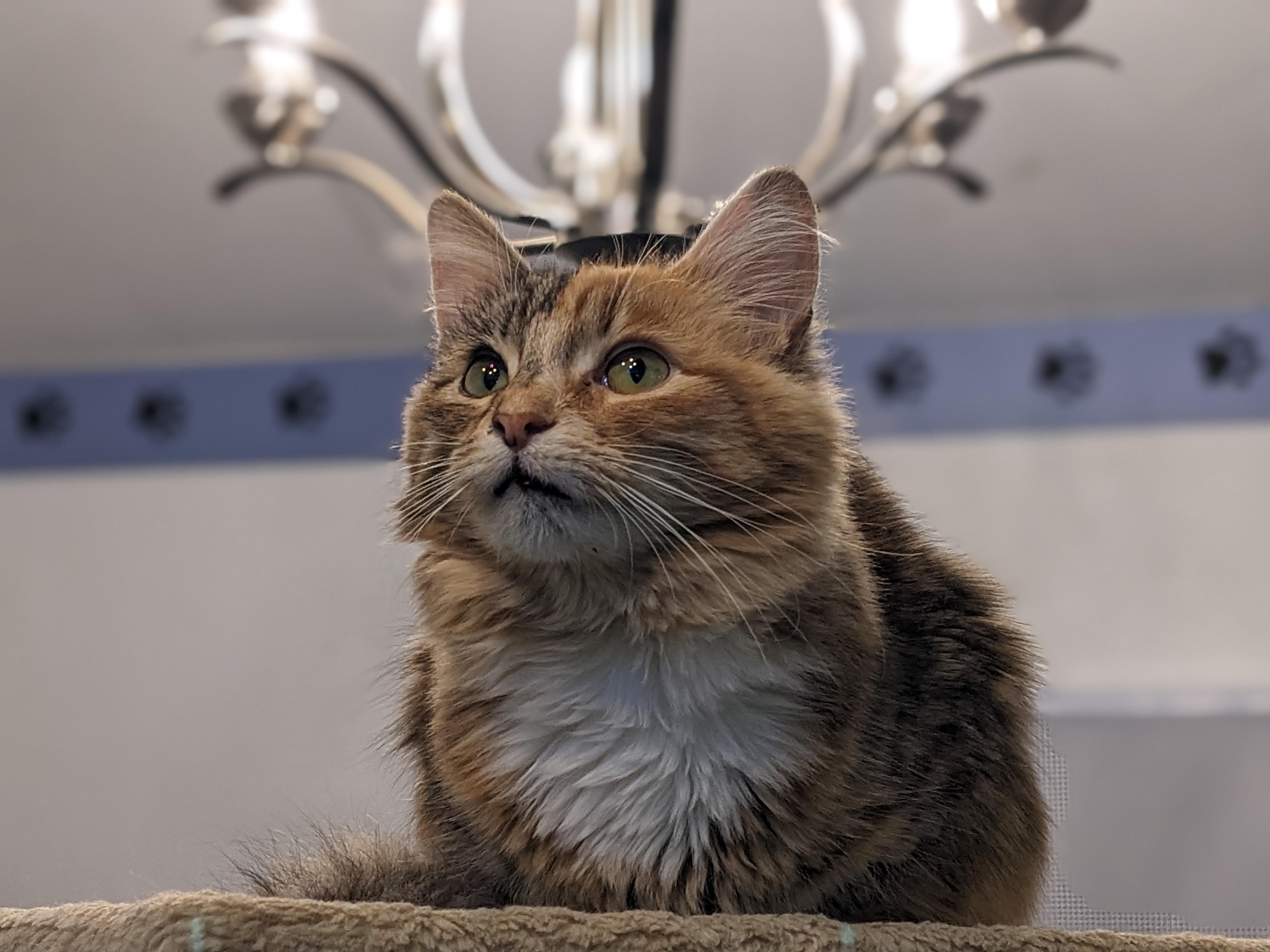 Nova, an adopted Domestic Short Hair in Rocky Ridge, MD image 3/3