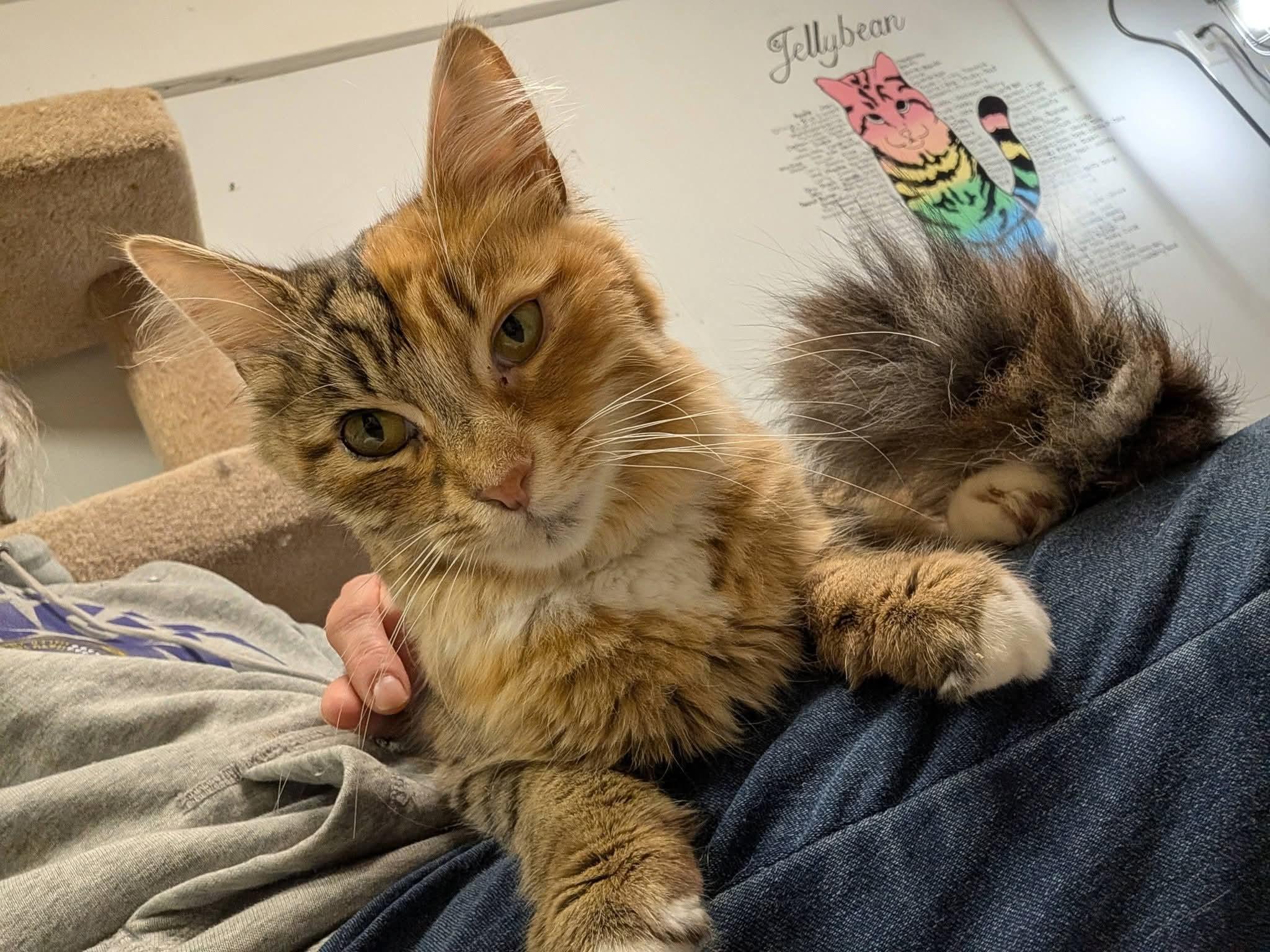 Nova, an adopted Domestic Short Hair in Rocky Ridge, MD image 2/3