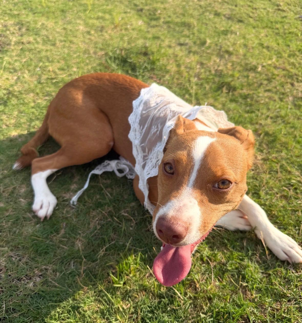 Enlarge Pixie Dust, a Adoptable mixed breed in State College, PA image 5/6
