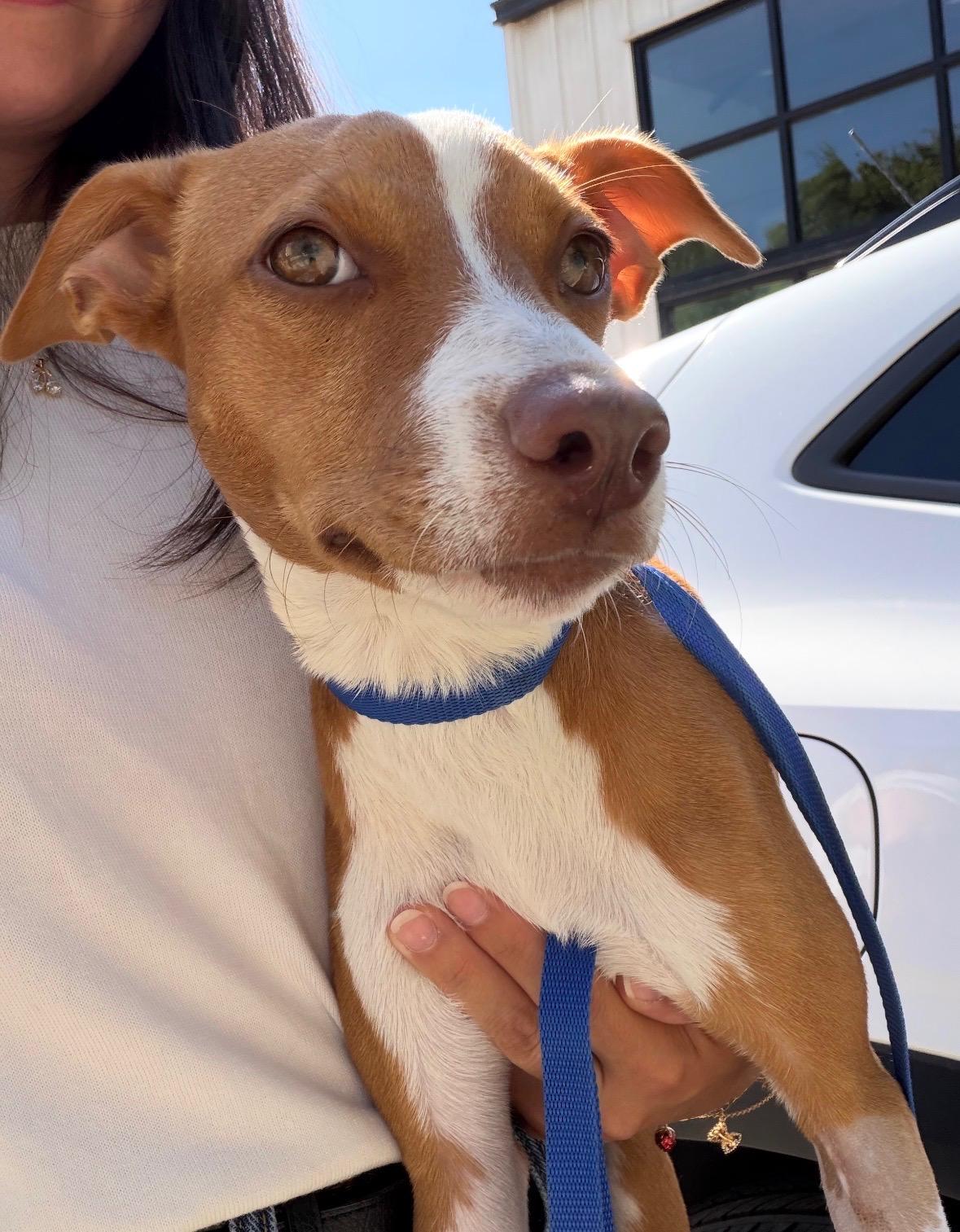 Enlarge Pixie Dust, a Adoptable mixed breed in State College, PA image 2/6