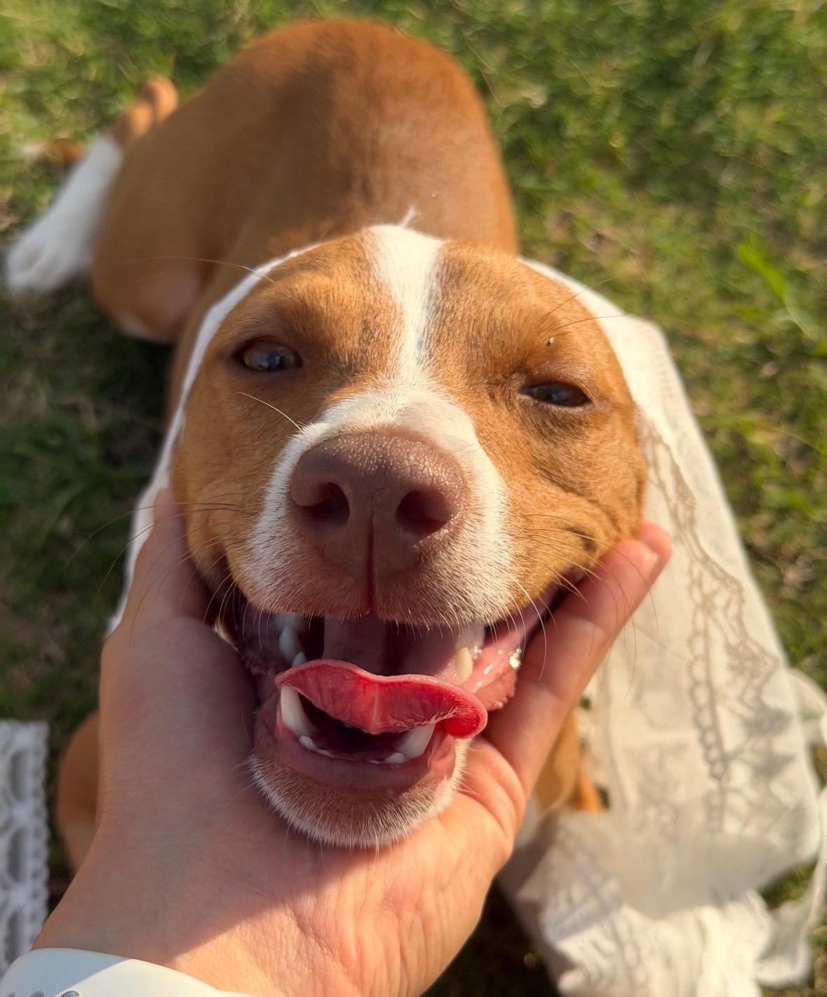Pixie Dust, Adoptable, Puppy Female Chihuahua.