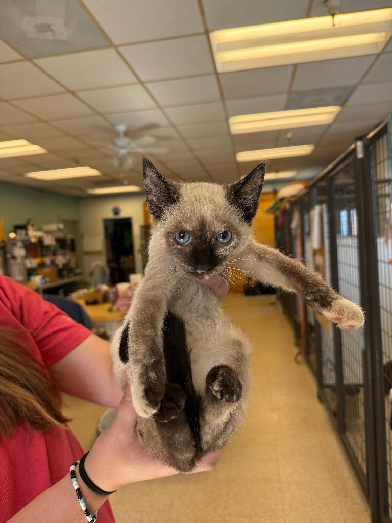 Enlarge Syra, a Adopted mixed breed in Heber City, UT image 1/1