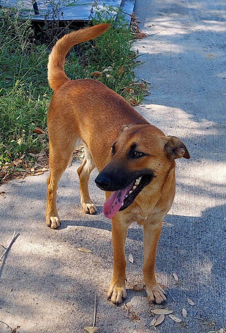 Enlarge Samantha, a Adoptable mixed breed in Toms River, NJ image 1/10