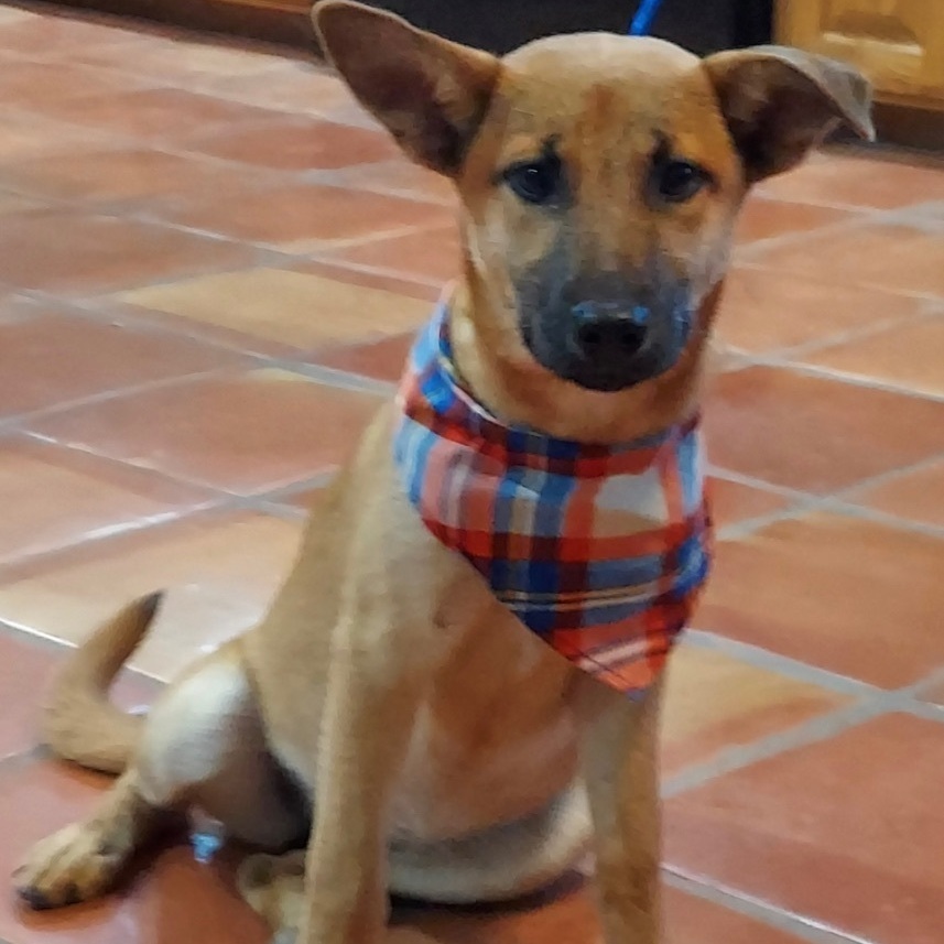 Enlarge Samantha, a Adoptable mixed breed in Toms River, NJ image 2/10