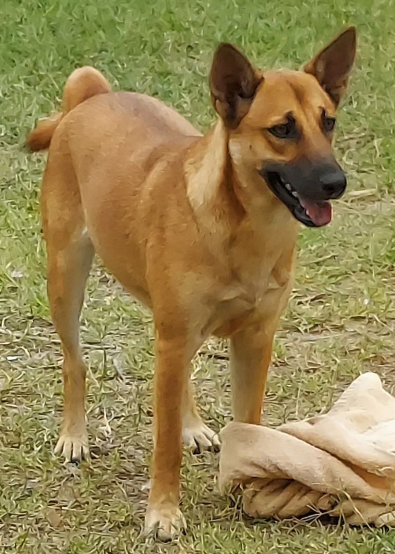 Enlarge Samantha, a Adoptable mixed breed in Toms River, NJ image 3/10