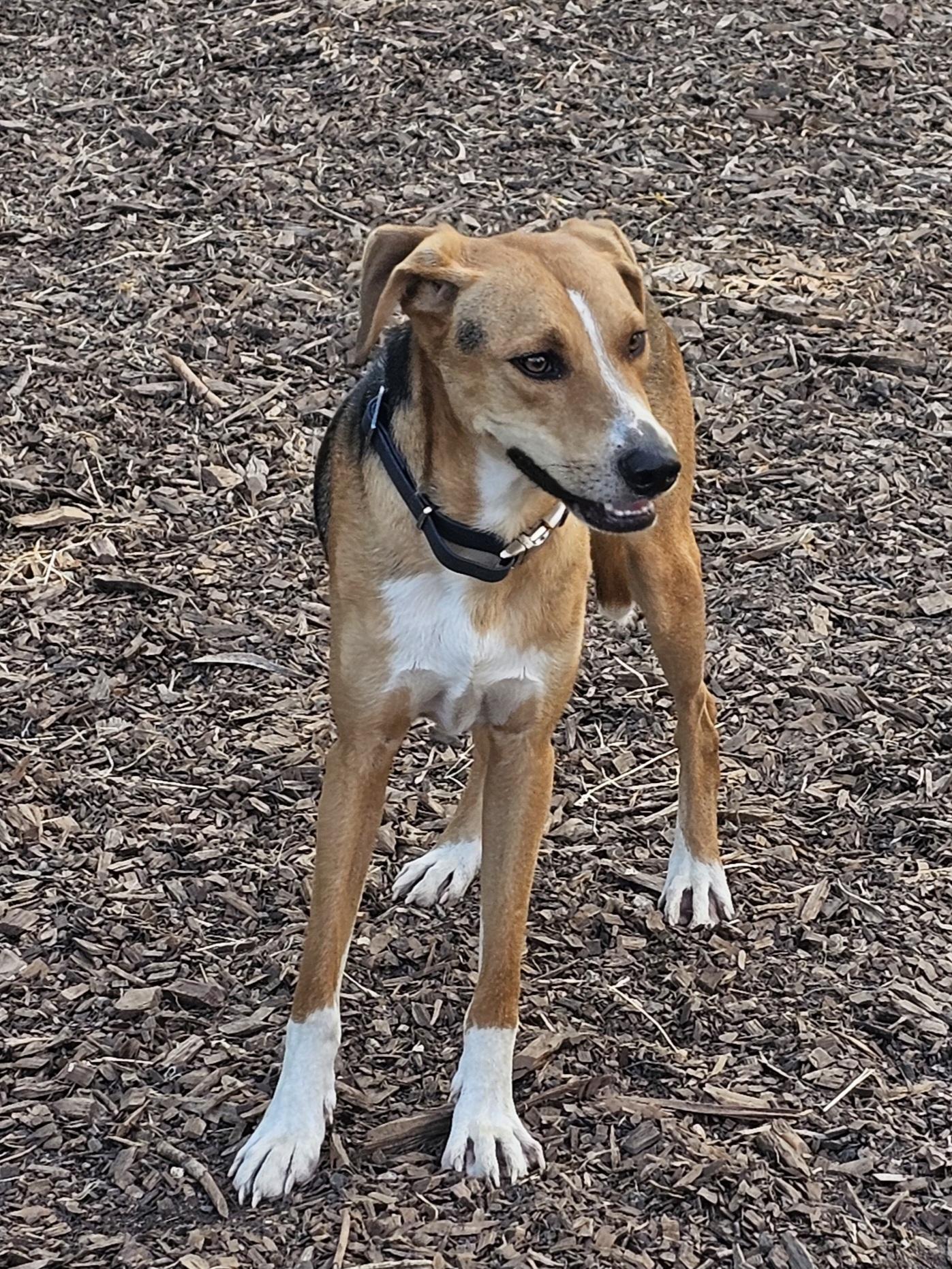 Coby, a Adoptable mixed breed in Ringwood, NJ image 3/6