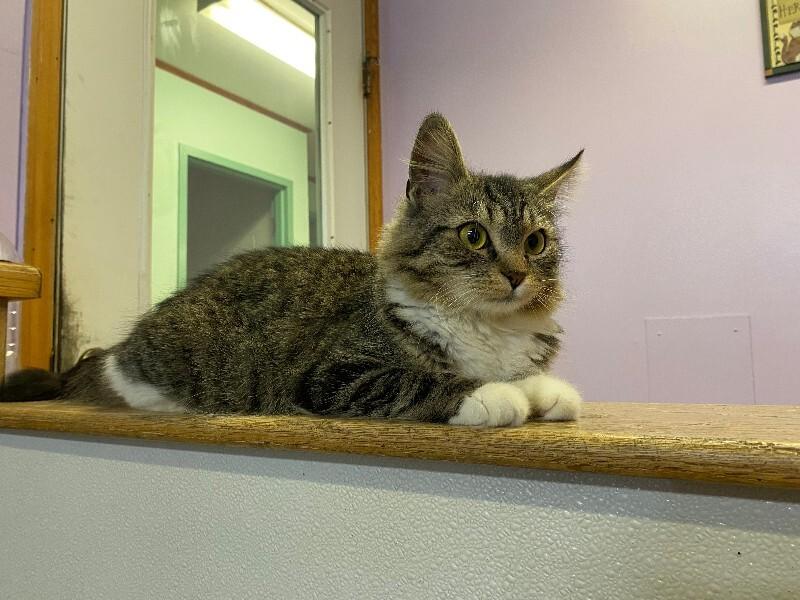Rasputia, Adoptable, Young Female Domestic Medium Hair.