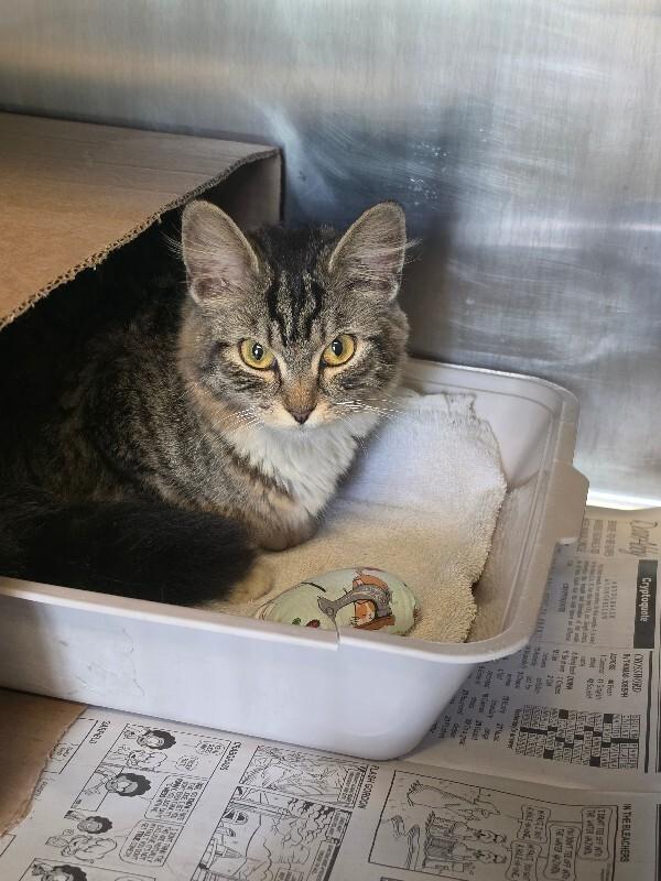 Rasputia, Adoptable, Young Female Domestic Medium Hair.