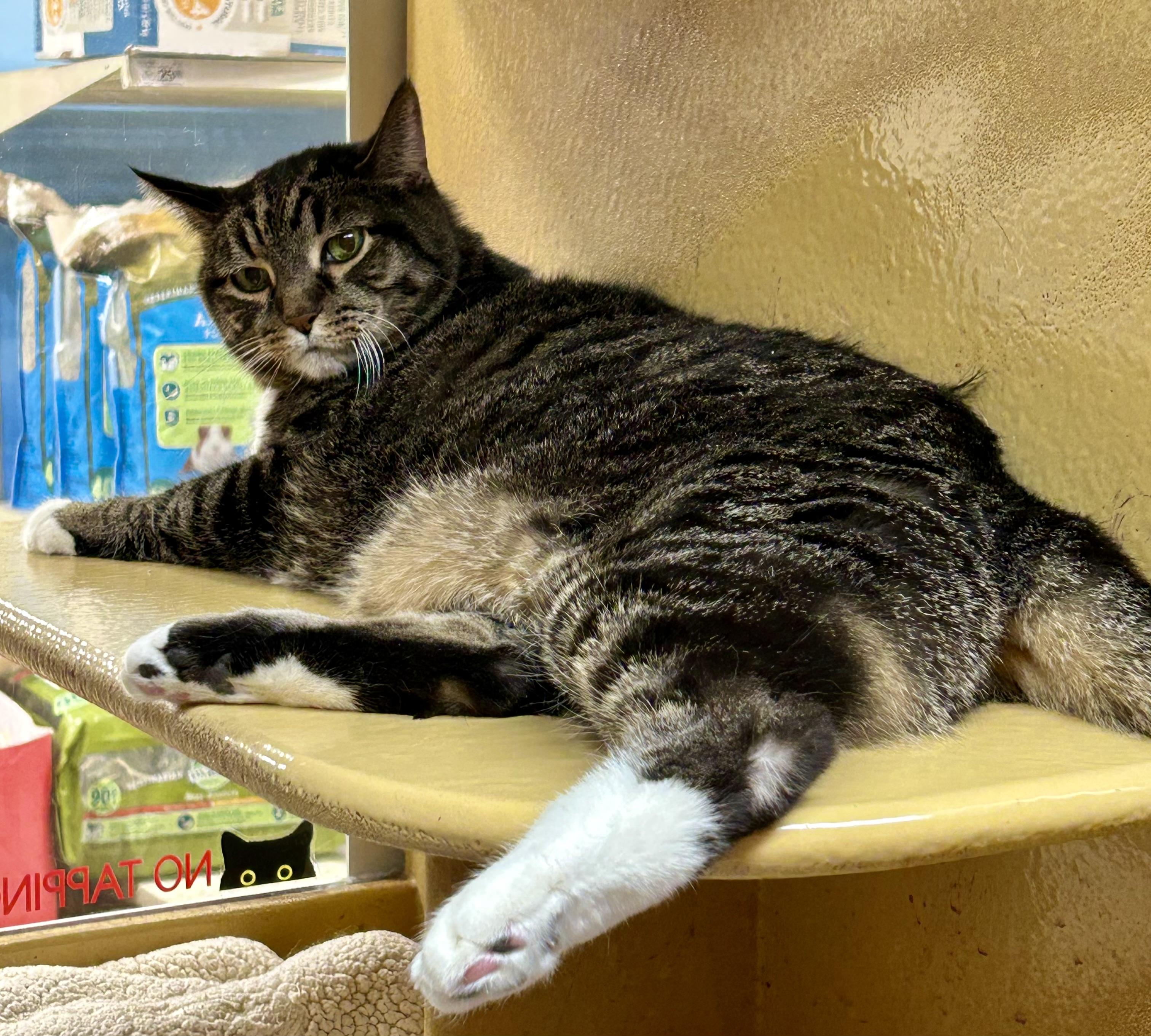 Sheldon, adopted, Senior Male Domestic Short Hair.