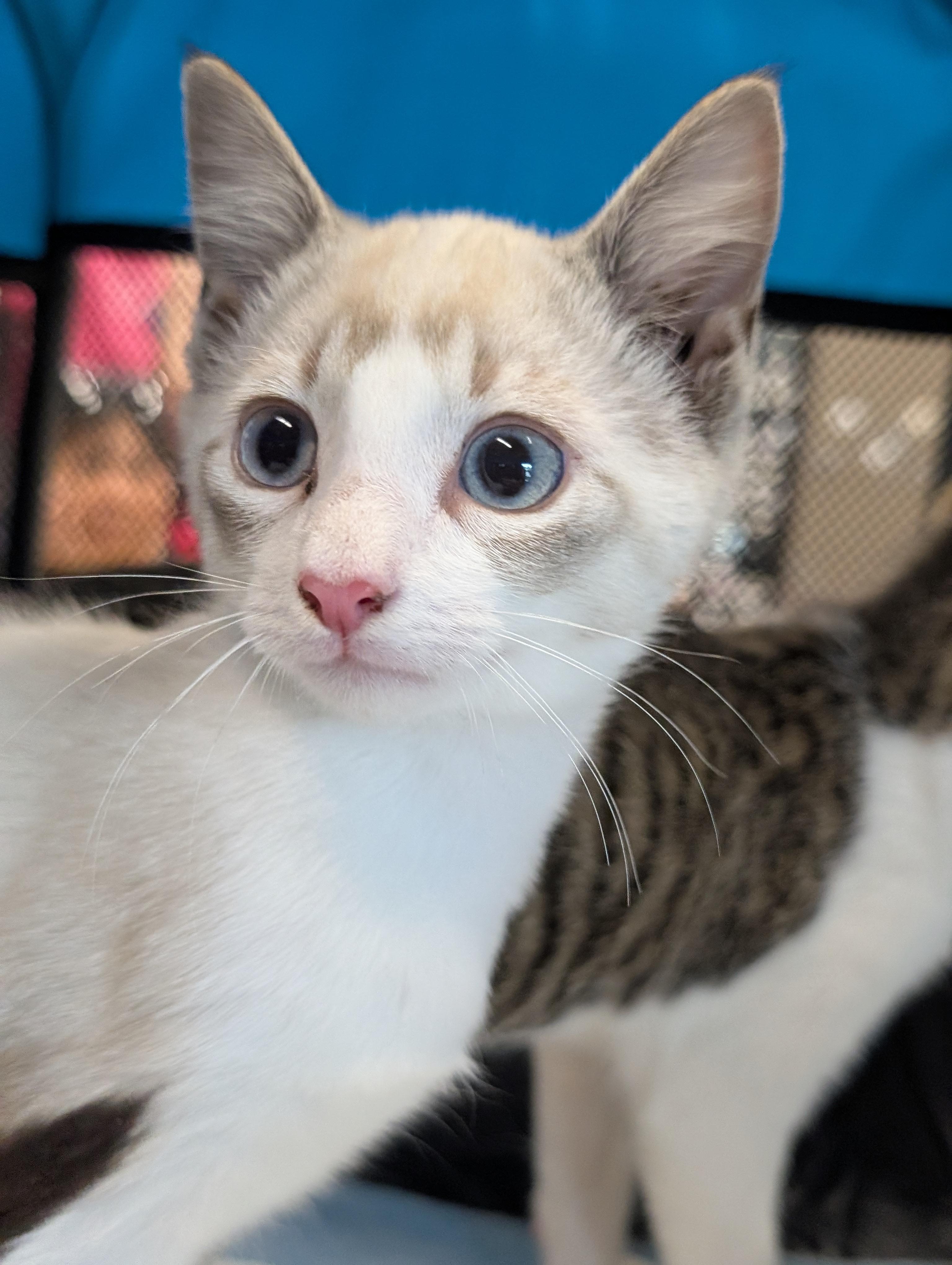 Enlarge Shio, an adopted mixed breed in Honolulu, HI image 2/3