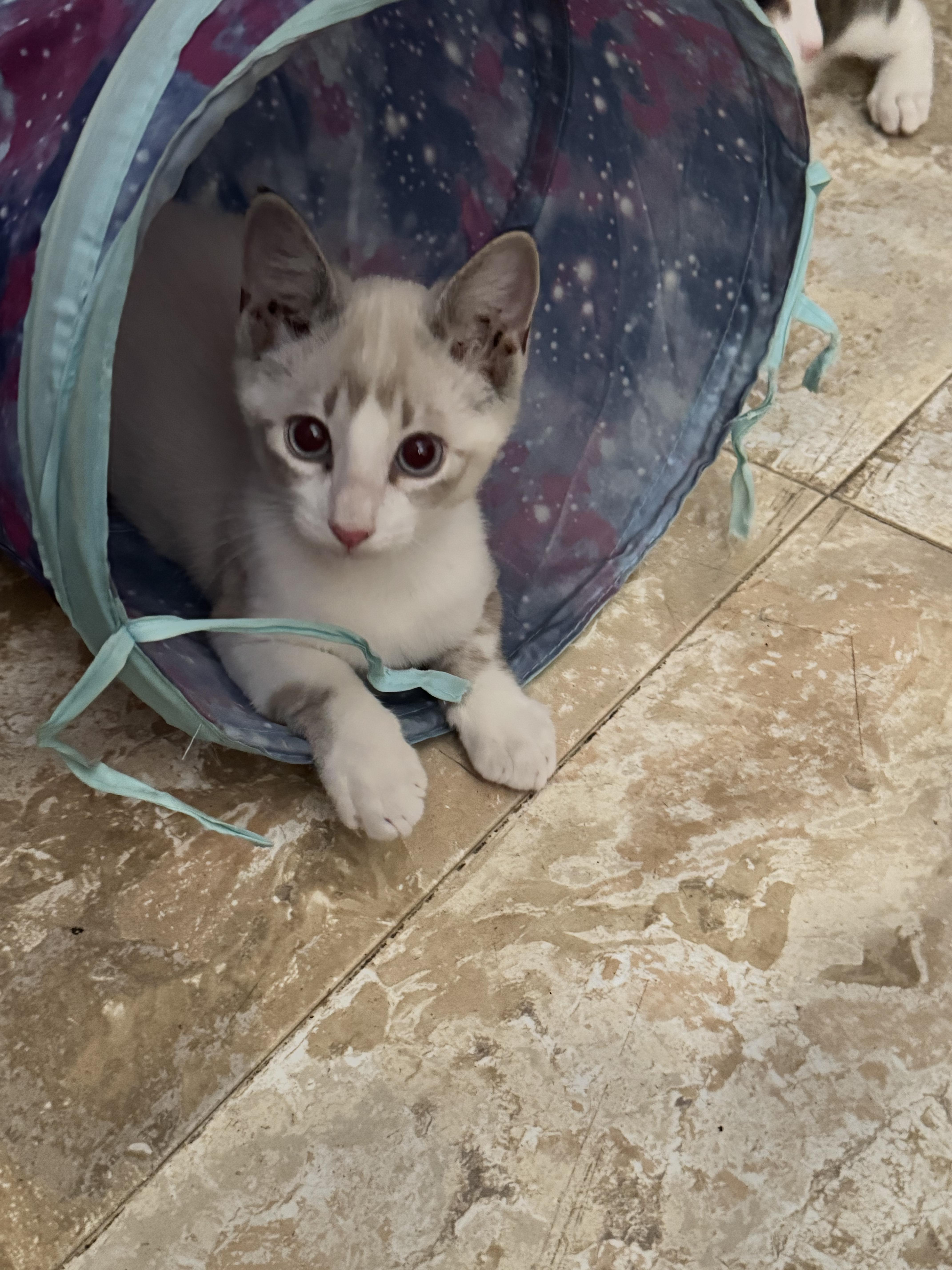 Shio, adopted, Kitten Male Domestic Short Hair & Siamese.